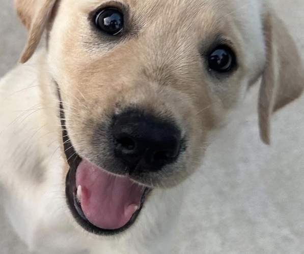 Medium Photo #1 Labrador Retriever Puppy For Sale in HUNTSVILLE, TX, USA