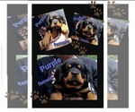 Puppy Puppy 4 Rottweiler