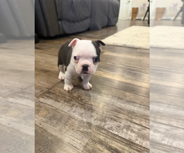 Medium Photo #7 Boston Terrier Puppy For Sale in FREDONIA, KS, USA