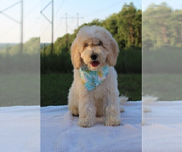 Medium Photo #30 Goldendoodle Puppy For Sale in TIMBERLAKE, NC, USA
