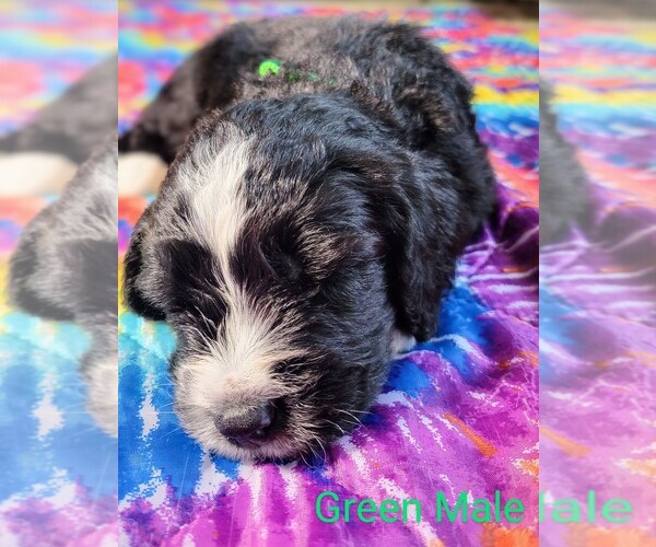 Medium Photo #2 Bernedoodle Puppy For Sale in INDIANAPOLIS, IN, USA