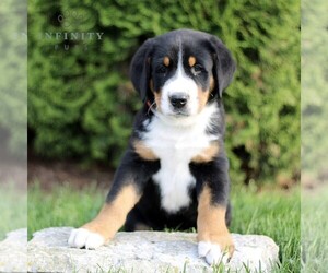 Greater Swiss Mountain Dog Puppy for Sale in RONKS, Pennsylvania USA