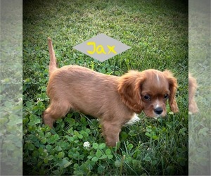 Cavalier King Charles Spaniel Puppy for sale in AUGUSTA, WI, USA