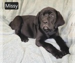 Image preview for Ad Listing. Nickname: Missy