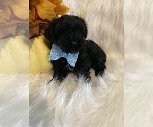 Morkie Puppy for sale in BEECH GROVE, IN, USA
