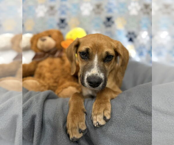 Medium Photo #4 American Foxhound-Unknown Mix Puppy For Sale in Texarkana, TX, USA