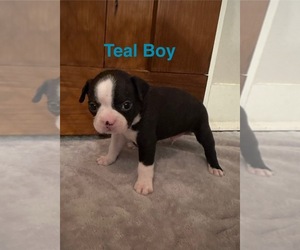 Boston Terrier Puppy for sale in VALDOSTA, GA, USA