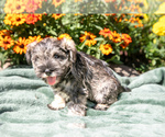 Puppy Ruby Schnauzer (Miniature)