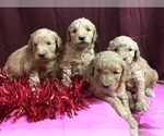 Small Photo #7 Goldendoodle (Miniature) Puppy For Sale in CONOWINGO, MD, USA