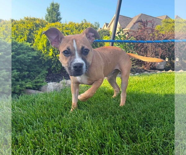 Medium Photo #15 Bulldog-Unknown Mix Puppy For Sale in Germantown, OH, USA