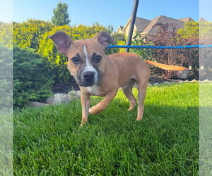 Moon Pie - Female Bulldog-Unknown Mix Dog for Adoption - Photo #15