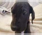 Small Photo #19 Great Dane Puppy For Sale in BARTLETT, IL, USA