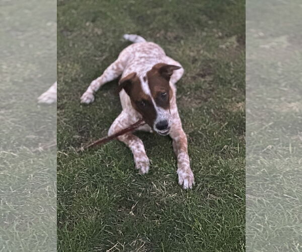 Medium Photo #6 Mutt Puppy For Sale in Sandy, UT, USA
