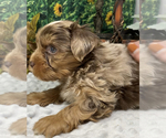 Small #4 Shorkie Tzu