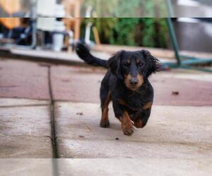 Father of the Dachshund puppies born on 06/02/2025