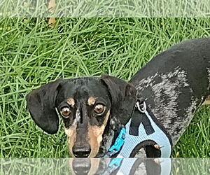 Dachshund Dogs for adoption in Sioux Falls, SD, USA