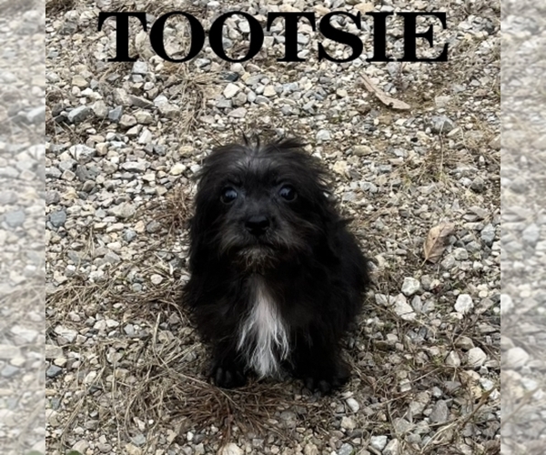Medium Photo #2 Schnoodle (Miniature) Puppy For Sale in HARTLAND, MN, USA