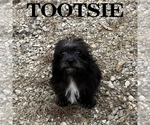 Tootsie - Female Schnoodle (Miniature) Puppy for Sale - Photo #2