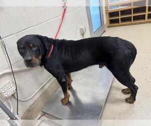 Rottweiler-Unknown Mix Dogs for adoption in Grand Prairie, TX, USA