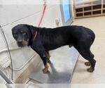 Small Rottweiler Mix