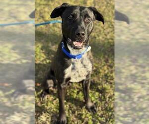 Labrador Retriever-Unknown Mix Dogs for adoption in Fort Lauderdale, FL, USA
