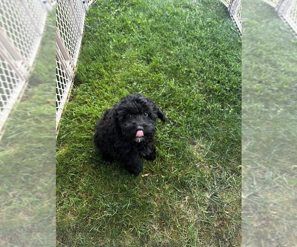 Medium Photo #4 Cavapoo (Miniature) Puppy For Sale in MEDFORD, OR, USA