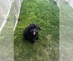 Small #3 Cavapoo (Miniature)