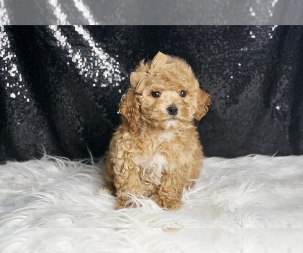 Medium Photo #1 Maltipoo Puppy For Sale in WARSAW, IN, USA