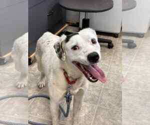 Dalmatian-Labrador Retriever Mix Dogs for adoption in Rustburg, VA, USA