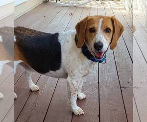 Freddie Mercury - Male Beagle Dog for Adoption - Photo #4