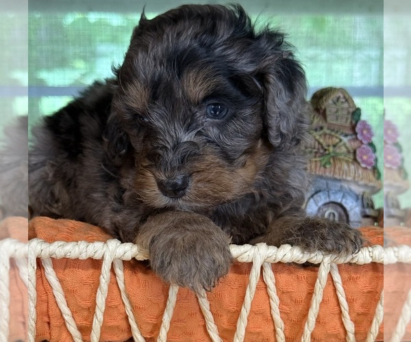 Medium Photo #2 Bernedoodle (Miniature) Puppy For Sale in MORGANTON, GA, USA