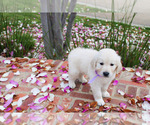Puppy Oliver Bloodhound