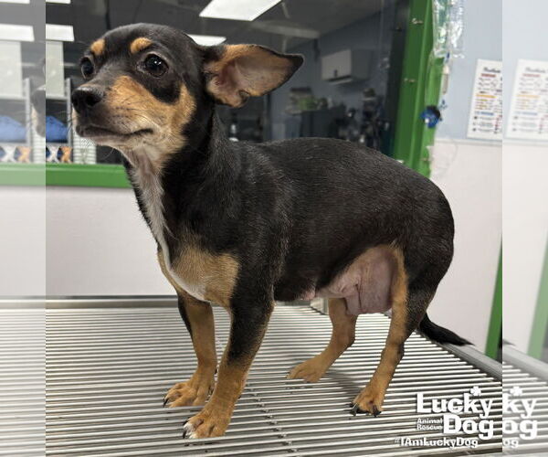 Medium Photo #3 Chiweenie Puppy For Sale in Washington, DC, USA