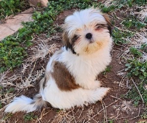 Shih Tzu Puppy for sale in VERNON, TX, USA