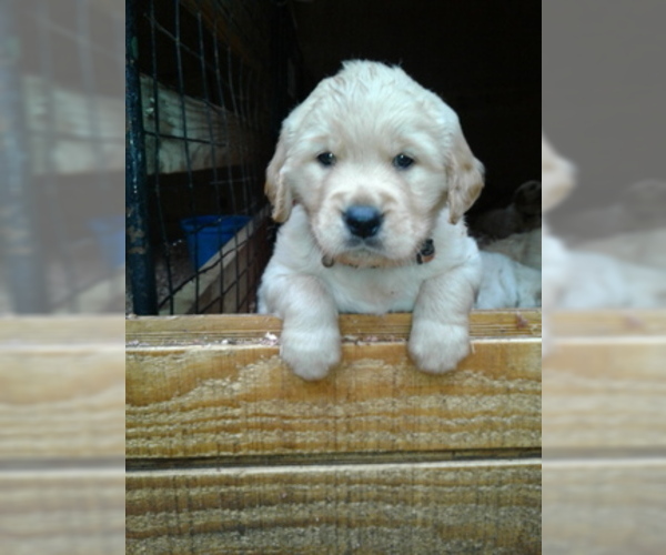 Medium Photo #1 Golden Retriever Puppy For Sale in HONEA PATH, SC, USA