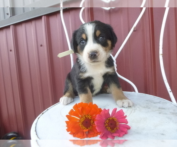Medium Photo #5 Greater Swiss Mountain Dog Puppy For Sale in MILLERSTOWN, PA, USA