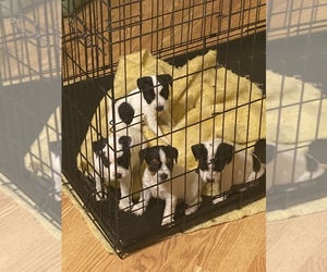 Jack Russell Terrier Puppy for sale in LAVONIA, GA, USA