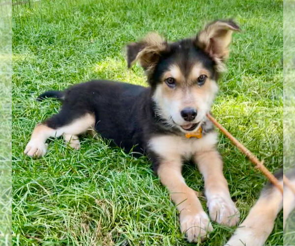Medium Photo #3 Mutt Puppy For Sale in Minneapolis, MN, USA