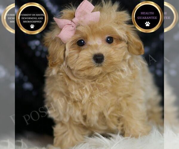 Medium Photo #84 Maltipoo Puppy For Sale in WARSAW, IN, USA