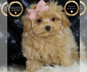 Medium Maltipoo