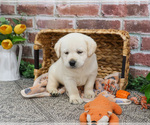 Small #2 Labrador Retriever