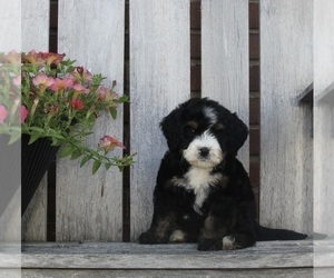 Bernedoodle (Miniature) Puppy for sale in FREDERICKSBURG, OH, USA