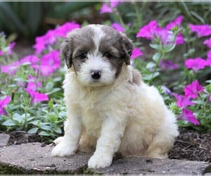 Poodle (Miniature)-Portuguese Water Dog Mix Puppy for sale in FREDERICKSBG, OH, USA