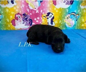Schnoodle (Miniature) Puppy for sale in WINNSBORO, LA, USA