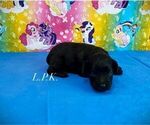 Small Schnoodle (Miniature)