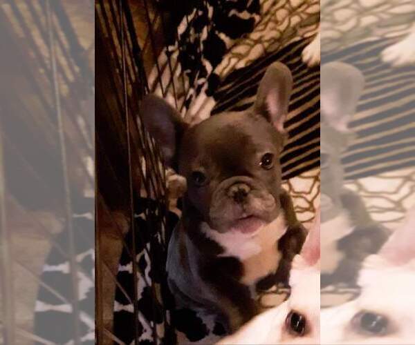 Medium Photo #1 French Bulldog Puppy For Sale in YAKIMA, WA, USA