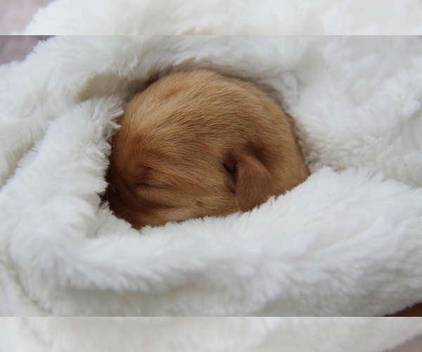 Medium Photo #3 Labrador Retriever Puppy For Sale in HYDE PARK, VT, USA