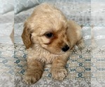 Small Photo #10 Goldendoodle (Miniature) Puppy For Sale in PENSACOLA, FL, USA