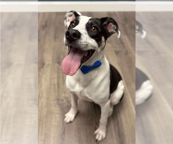 Medium Photo #2 Pointer-Unknown Mix Puppy For Sale in Lakewood, CO, USA