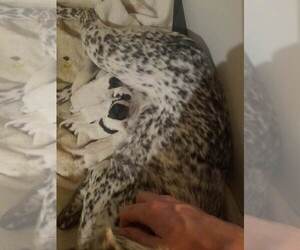 Australian Cattle Dog Puppy for sale in INDIANAPOLIS, IN, USA